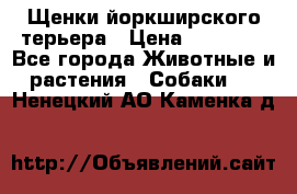 Щенки йоркширского терьера › Цена ­ 20 000 - Все города Животные и растения » Собаки   . Ненецкий АО,Каменка д.